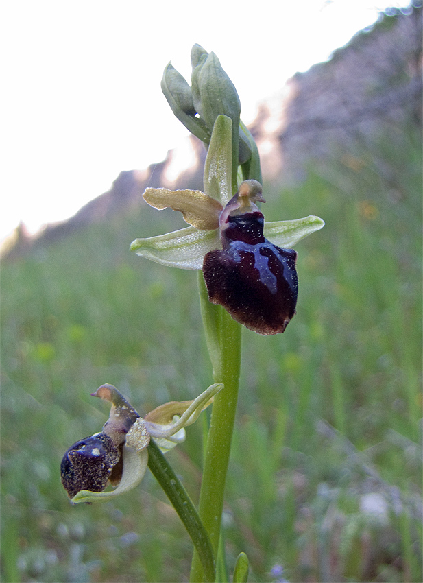 Orchidee Alta Murgia